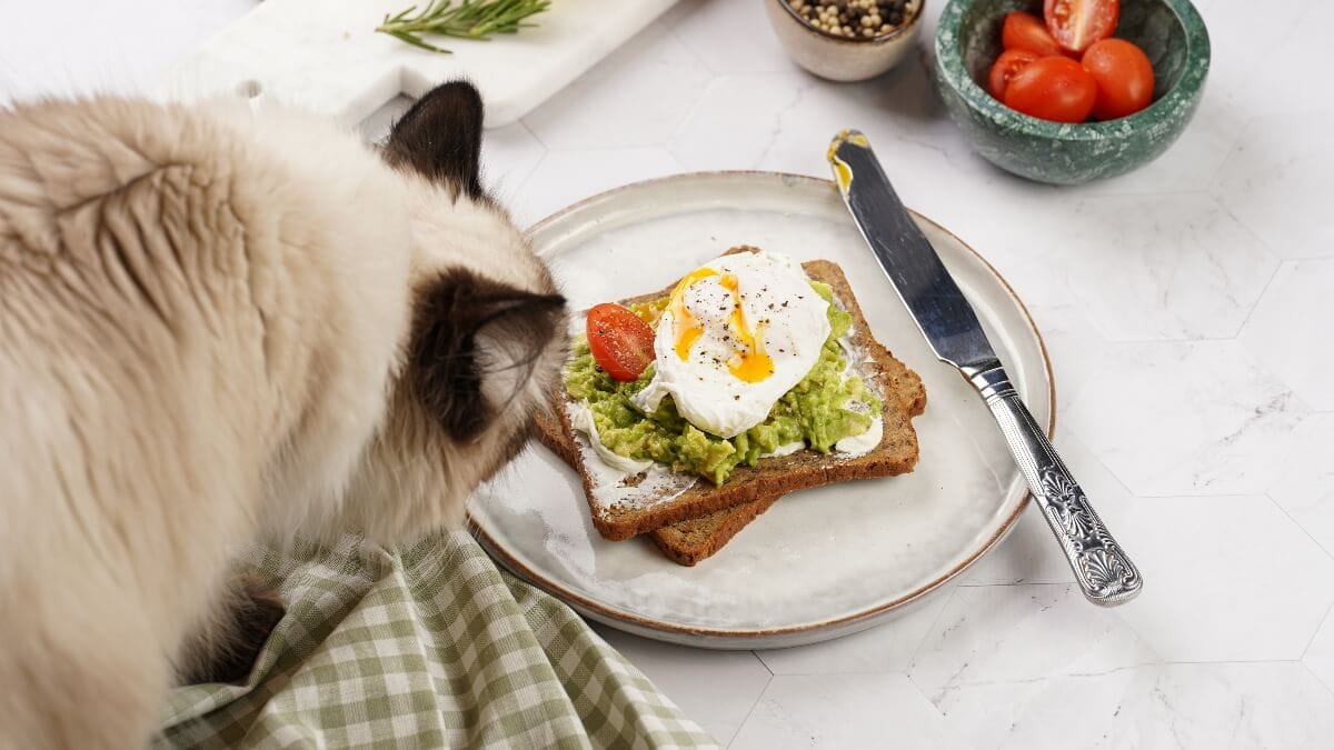 Dürfen Katzen Avocado essen?